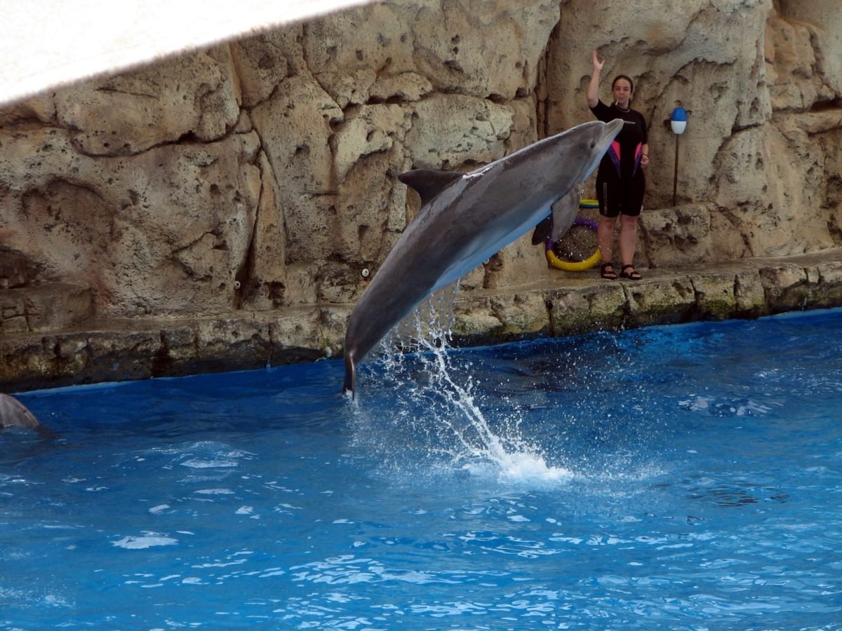 Agadir Dolphin Show