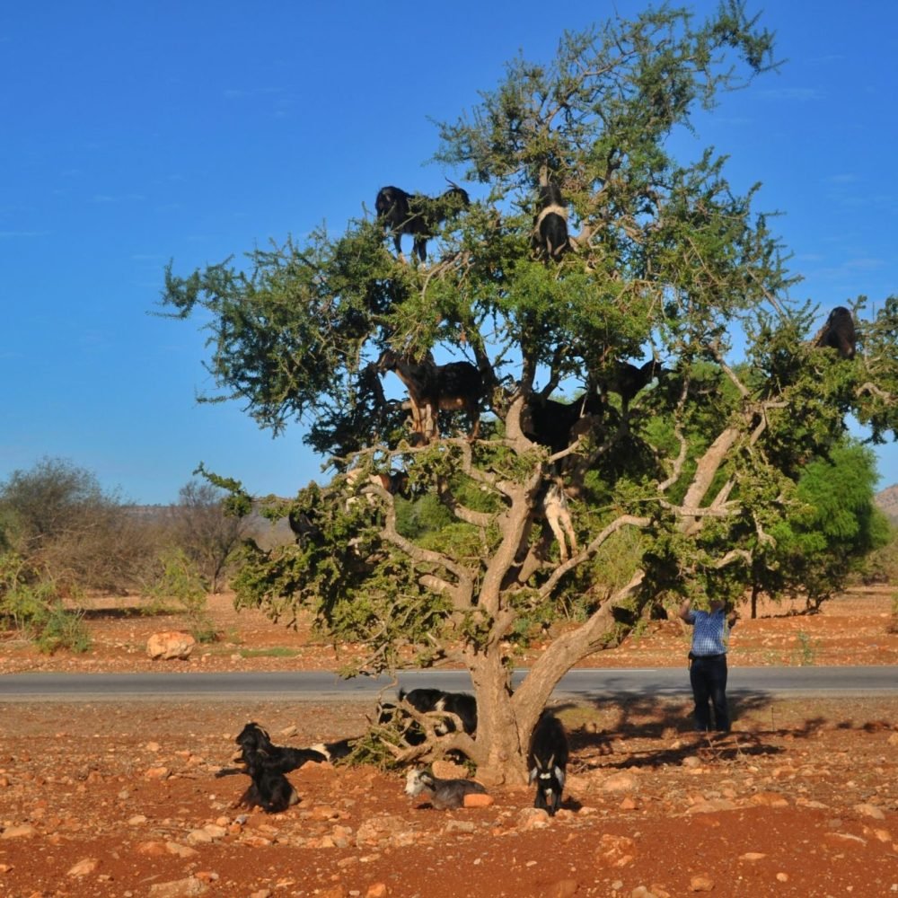 private tour to Taroudant from Agadir