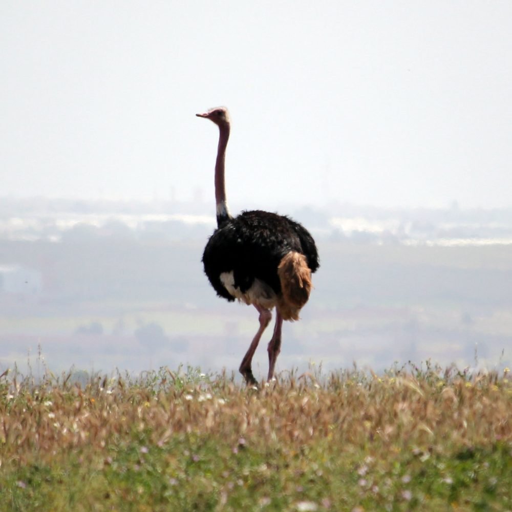 Souss Massa Park Trip From Agadir