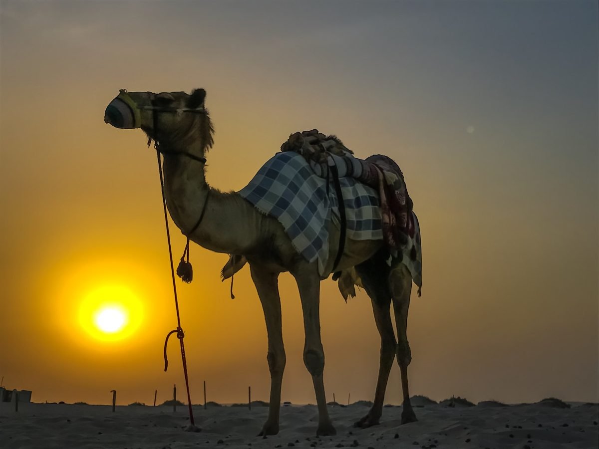 Agadir Kamelritt