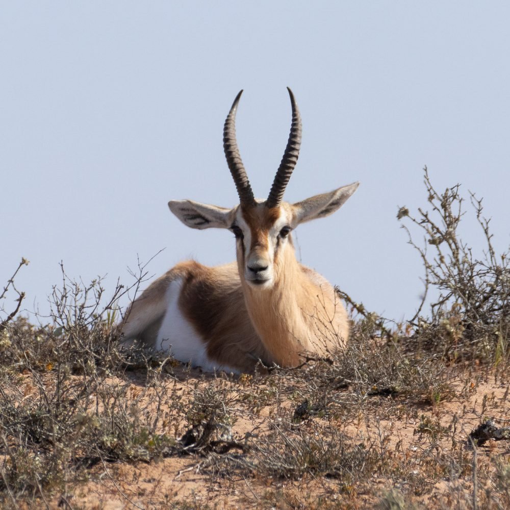 Souss Massa Park Trip From Agadir