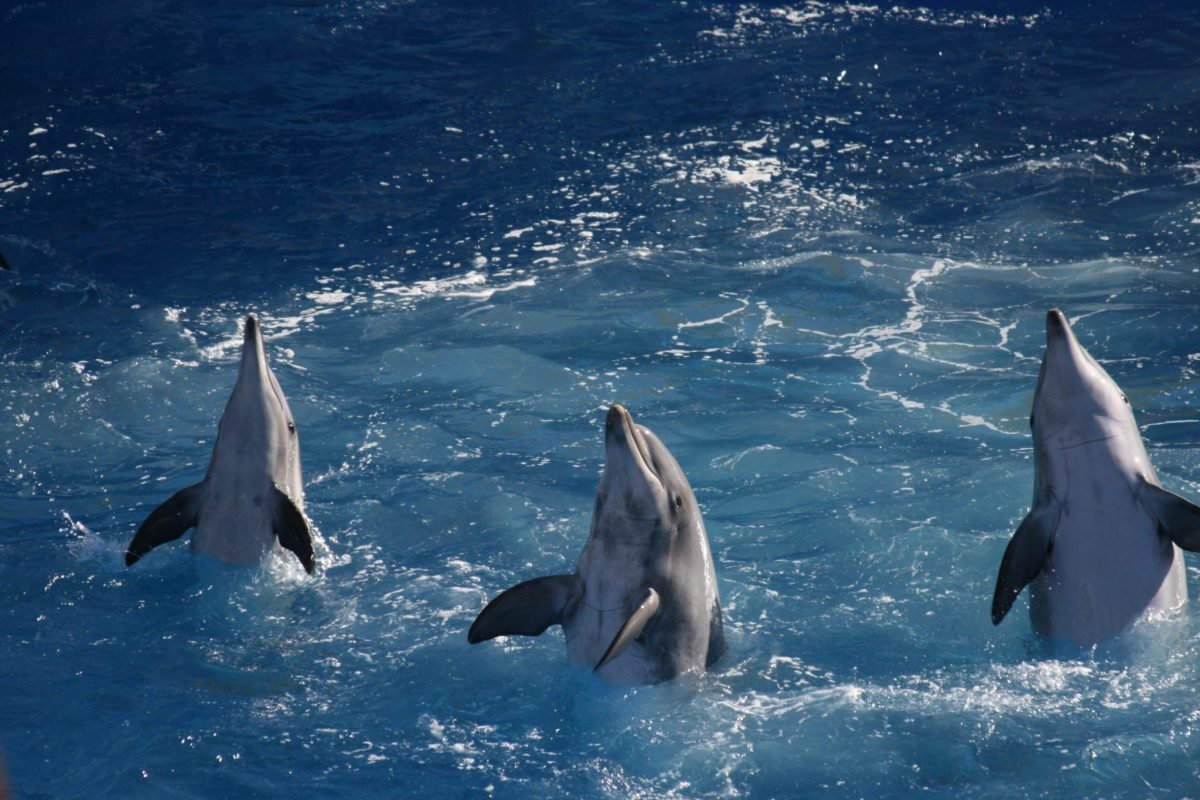 Agadir Dolphin Show