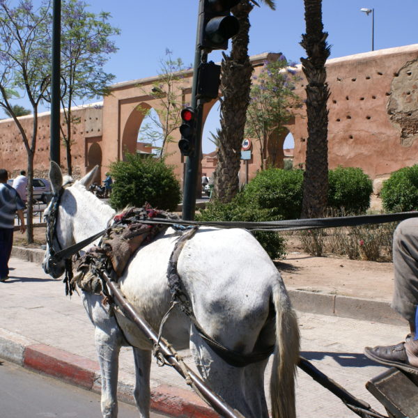 Marrakech Day Trip From Agadir