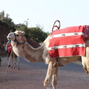 Marrakech Camel Ride