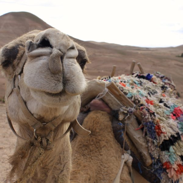 marrakech and desert trip from agadir