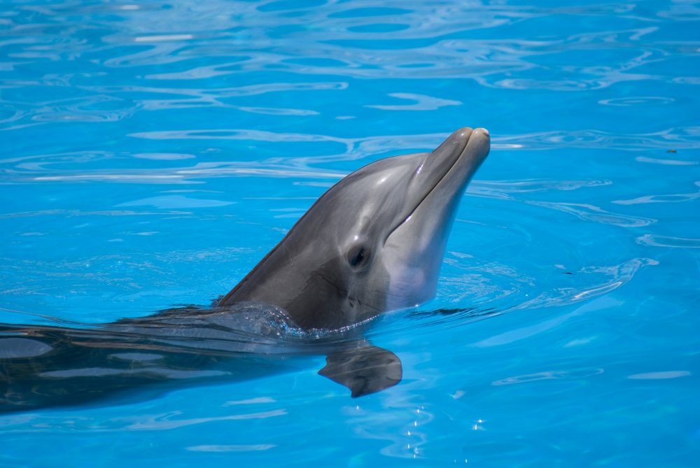 Dolphin world trip from Taghazout