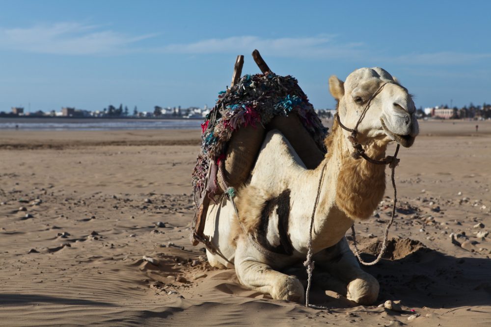 Essaouira Camel Ride