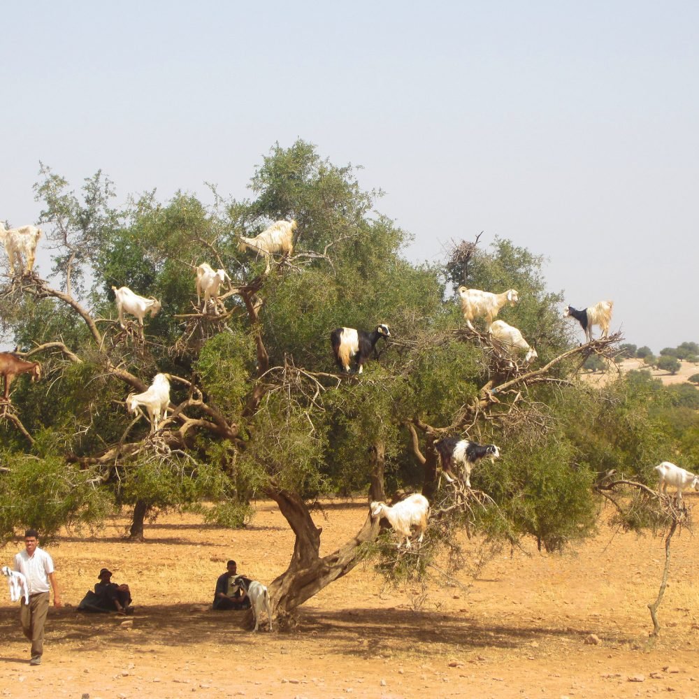 Goats on the Tree trip from Agadir