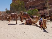 Przejażdżka na wielbłądach w Agadirze