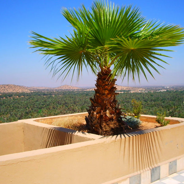 Taroudant Day Trip From Taghazout