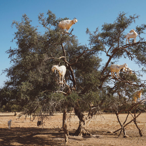 Goats on the Tree trip from Agadir