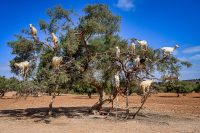 Goats on the Tree trip from Agadir