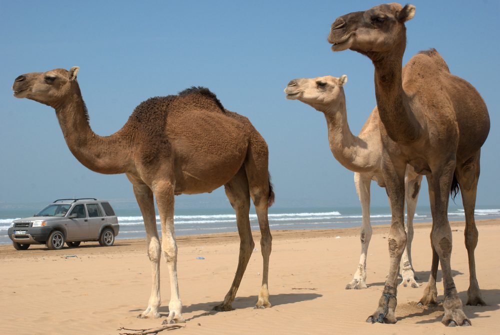 Essaouira Camel Ride