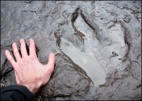 Dinosaur Footprints Trip From Agadir