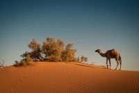 2 days tour from marrakech to zagora desert