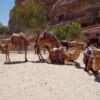 Paseo en camello por Agadir