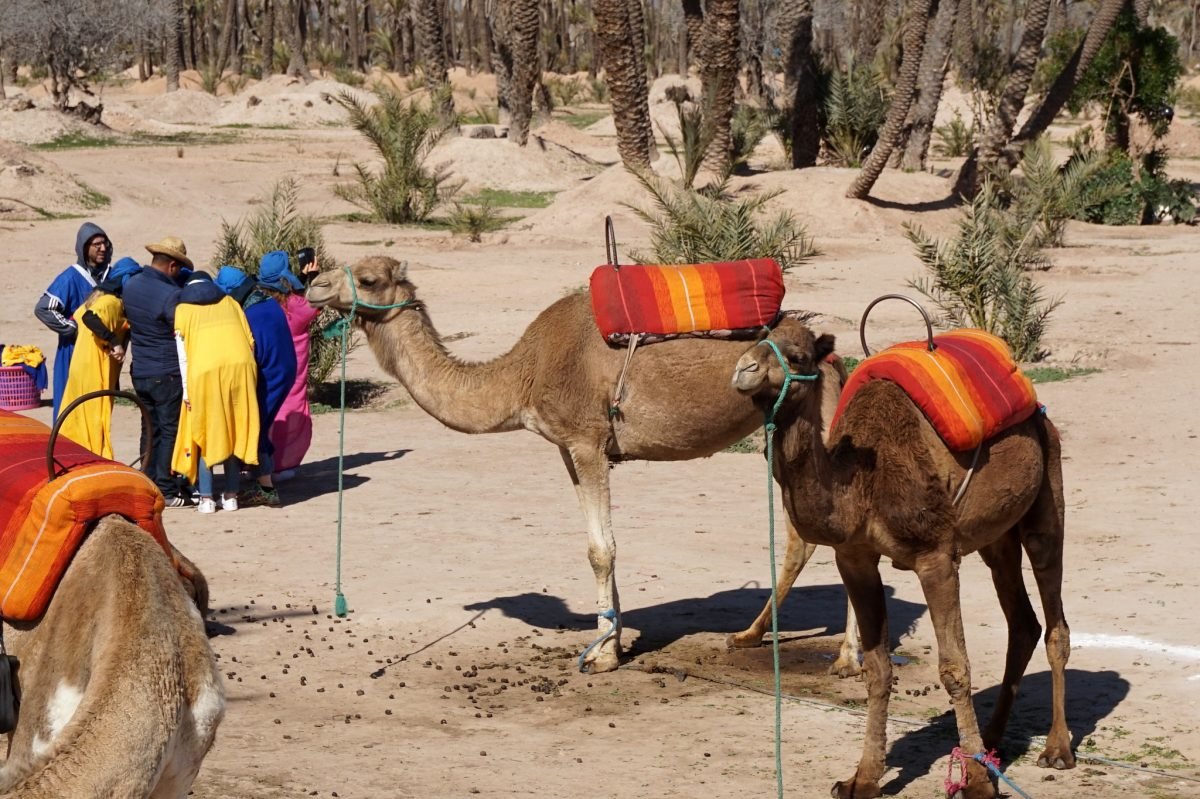 Paseo en camello por Marrakech
