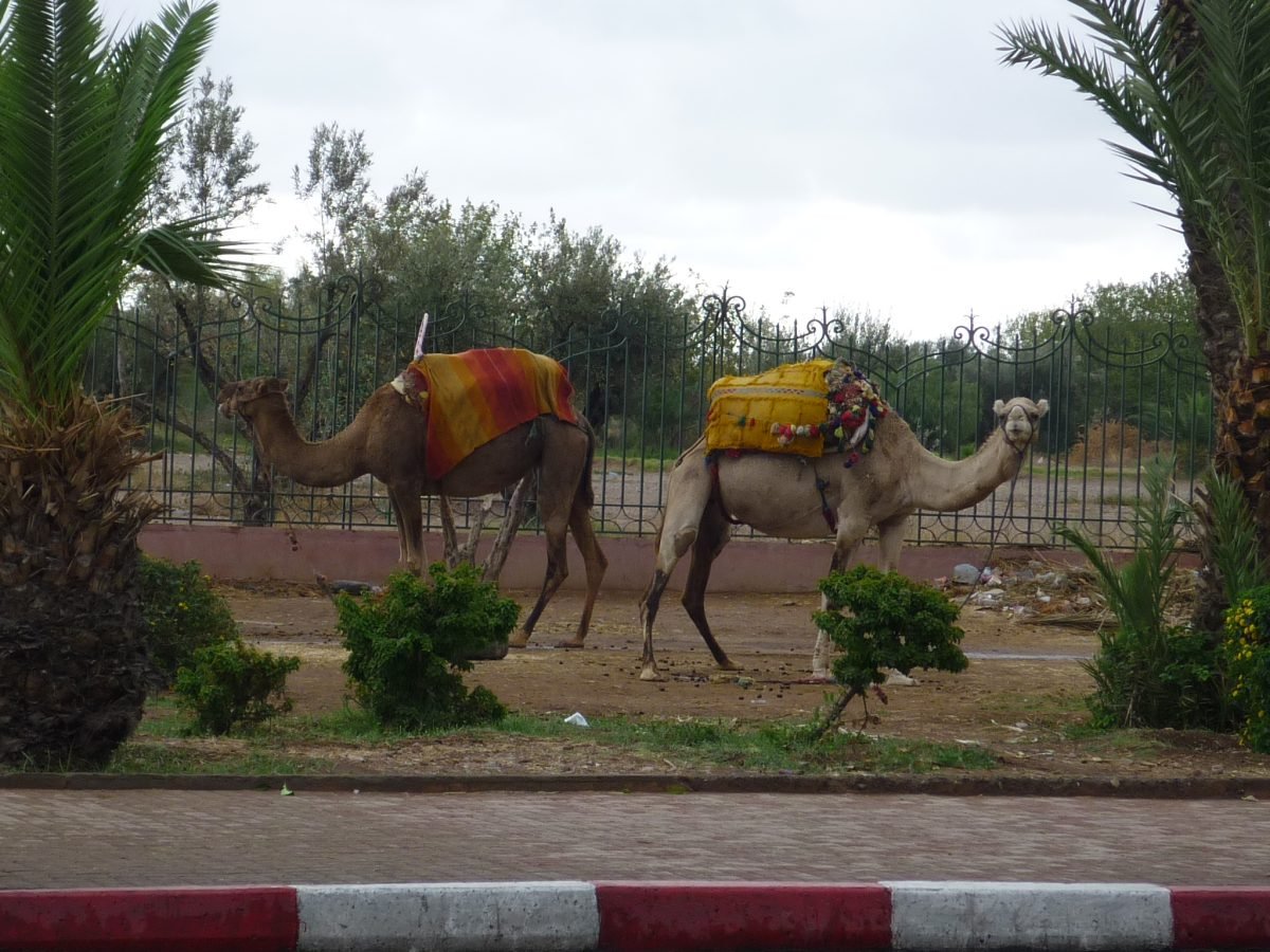 Tour por la ciudad de Agadir