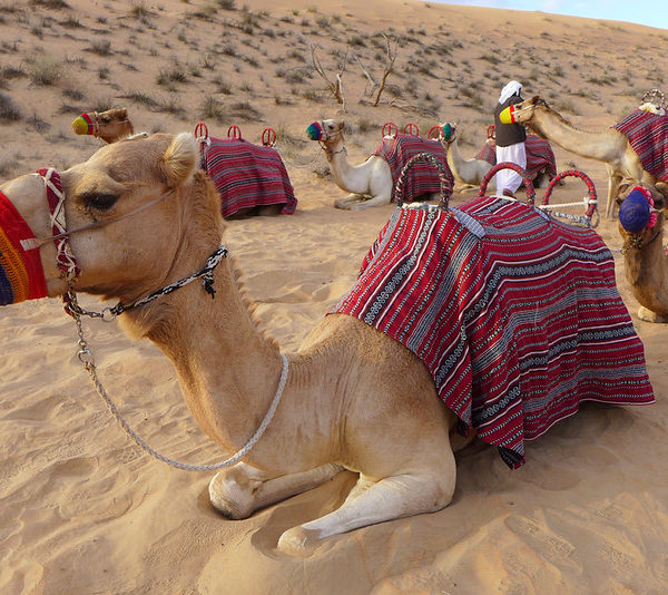 Camel Ride in Salalah