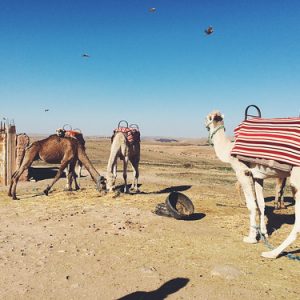 Agafay Desert Camel Ride